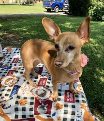 Lost Female Dog last seen Town Creek Rd, Rockingham County, NC 27288