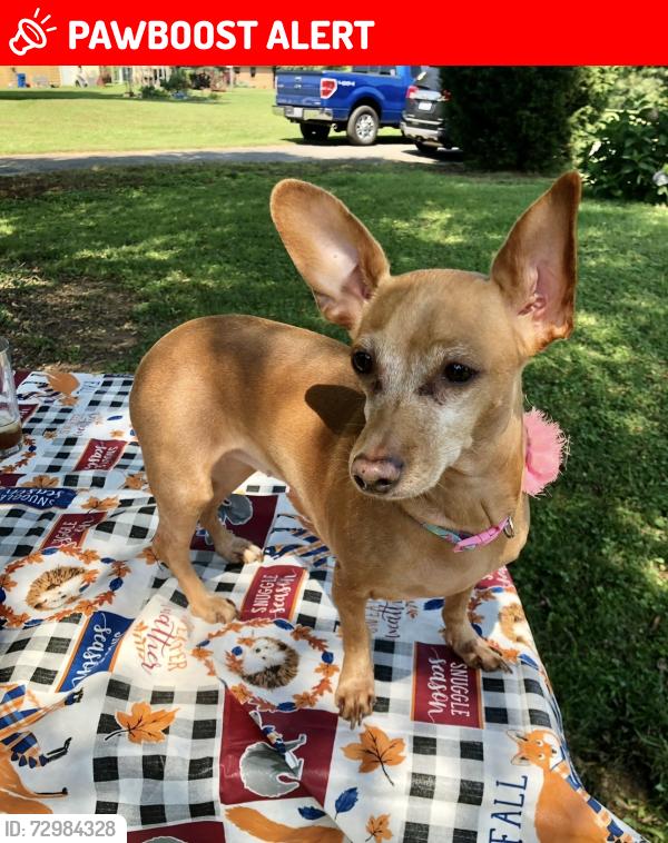 Lost Female Dog last seen Town Creek Rd, Rockingham County, NC 27288