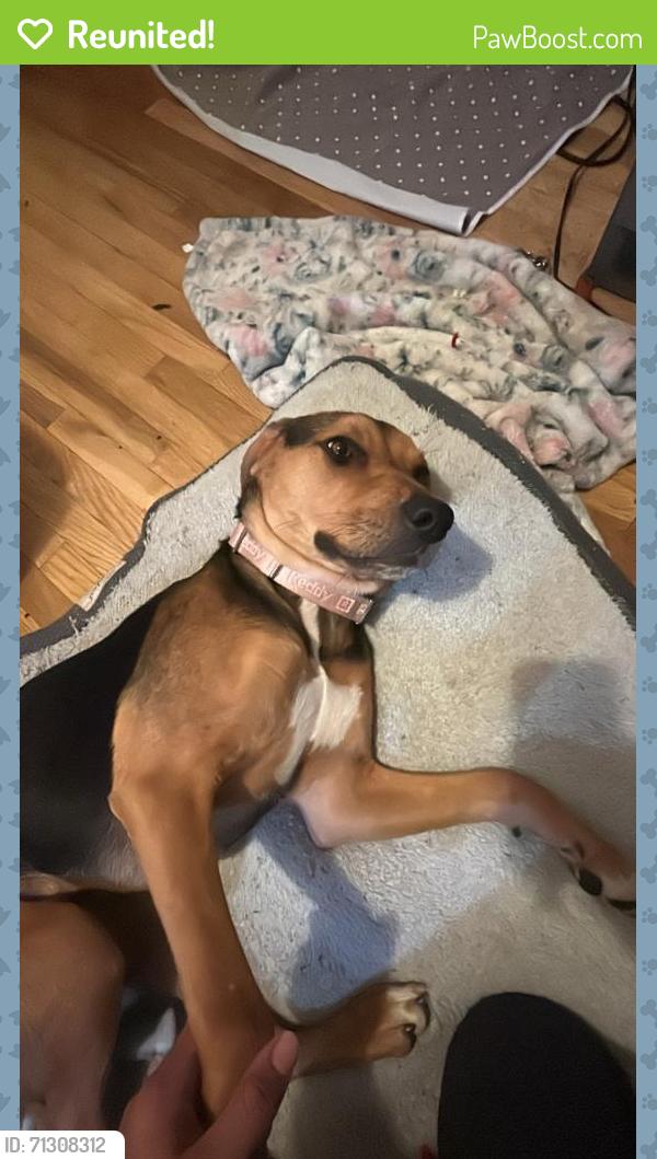Reunited Female Dog last seen Cameron Park, West Covina, CA 91790