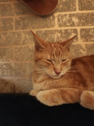 Reunited Female Cat last seen Barry Crescent/ M28, Little Hulton, England M28 0JA