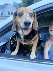 Reunited Male Dog last seen Liberty and Smokey Park Hwy, Candler, NC 28715