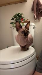 Found/Stray Female Cat last seen Pavilion Place apmts, Houston, TX 77074