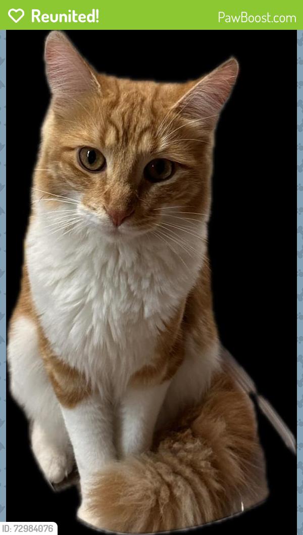 Reunited Male Cat last seen Near Seneca Pl, Lancaster, NY 14086, USA, Lancaster, NY 14086