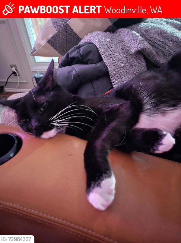 Lost Male Cat last seen White Oaks area of Woodinville, Woodinville, WA 98077