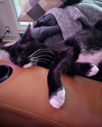 Lost Male Cat last seen White Oaks area of Woodinville, Woodinville, WA 98077
