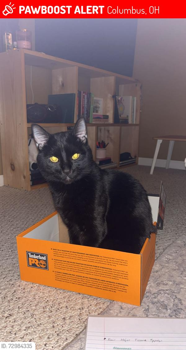 Lost Male Cat last seen Farview Rd Columbus Oh, Columbus, OH 43231