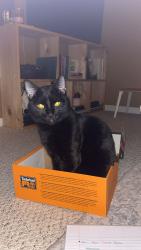 Lost Male Cat last seen Farview Rd Columbus Oh, Columbus, OH 43231