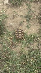 Lost Unknown Reptile last seen Lexington Elementary school , Pomona, CA 91766