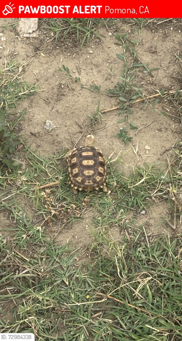 Lost Unknown Reptile last seen Lexington Elementary school , Pomona, CA 91766