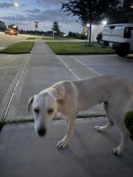 Found/Stray Male Dog last seen Upland willow ave & bodark valley ln, Houston, TX 77038