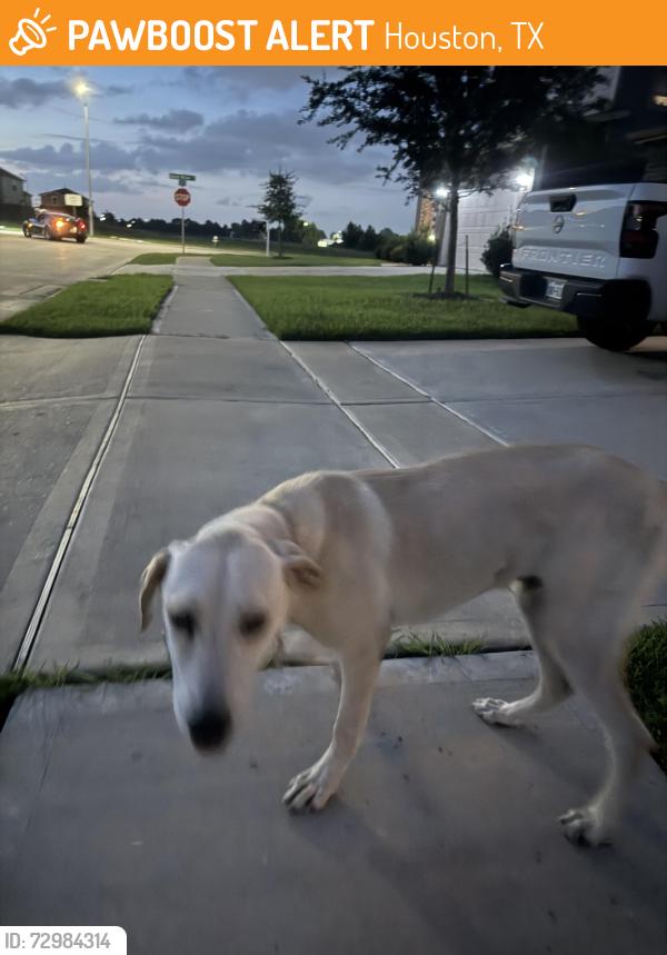 Found/Stray Male Dog last seen Upland willow ave & bodark valley ln, Houston, TX 77038