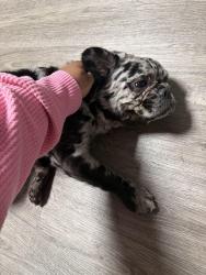 Found/Stray Female Dog last seen Near MacArthur , Oakland, CA 94605