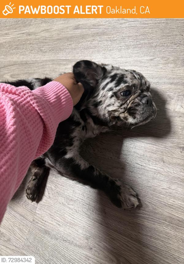 Found/Stray Female Dog last seen Near MacArthur , Oakland, CA 94605