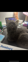 Lost Male Cat last seen Main st and smith ave, Garden City, GA 31408