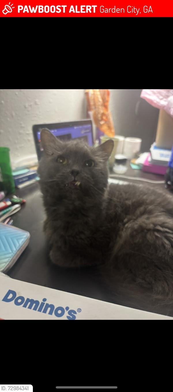 Lost Male Cat last seen Main st and smith ave, Garden City, GA 31408
