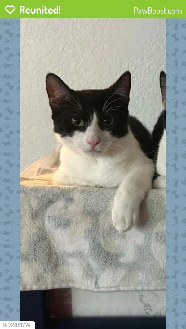 Reunited Male Cat last seen On 35th between Madison and Monroe, San Diego, CA 92116