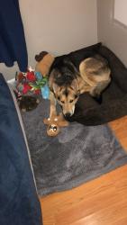 Reunited Male Dog last seen Lincoln ave, San Jose, CA 95126
