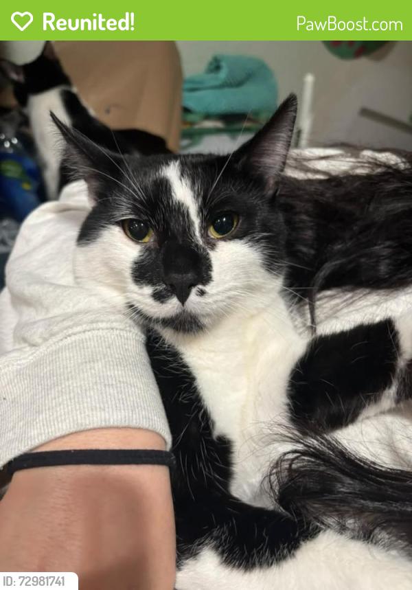 Reunited Male Cat last seen Madison and Monroe , San Diego, CA 92116