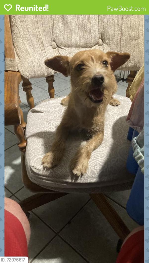 Reunited Male Dog last seen Sunshine Trail, San Antonio, TX 78244