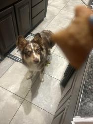 Reunited Male Dog last seen Pendennis dr, Saginaw, TX 76131