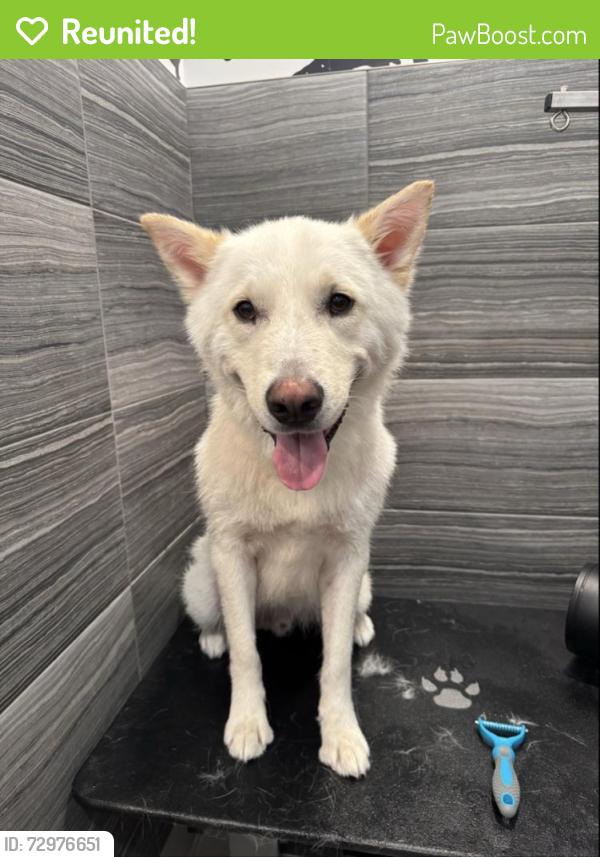 Reunited Male Dog last seen Near W 45th St, Kansas City, MO 64111, Kansas City, MO 64111