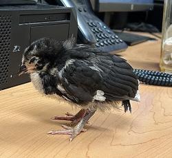 Shelter Stray Unknown Bird last seen Virginia Beach Boulevard, VIRGINIA BEACH, VA, 23451, Virginia Beach, VA 23451