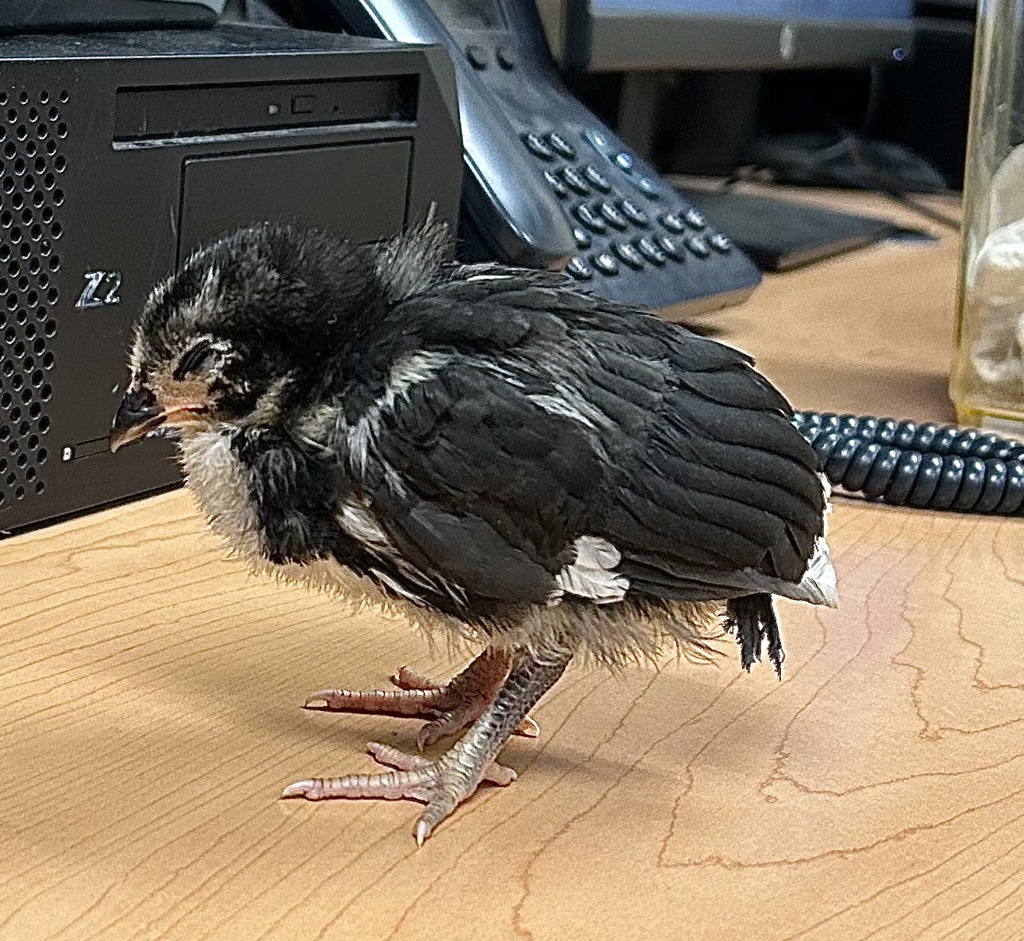 Shelter Stray Unknown Bird last seen Virginia Beach Boulevard, VIRGINIA BEACH, VA, 23451, Virginia Beach, VA 23451