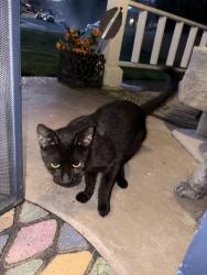 Found/Stray Female Cat last seen ohio and pine, San Bernardino, CA 92407