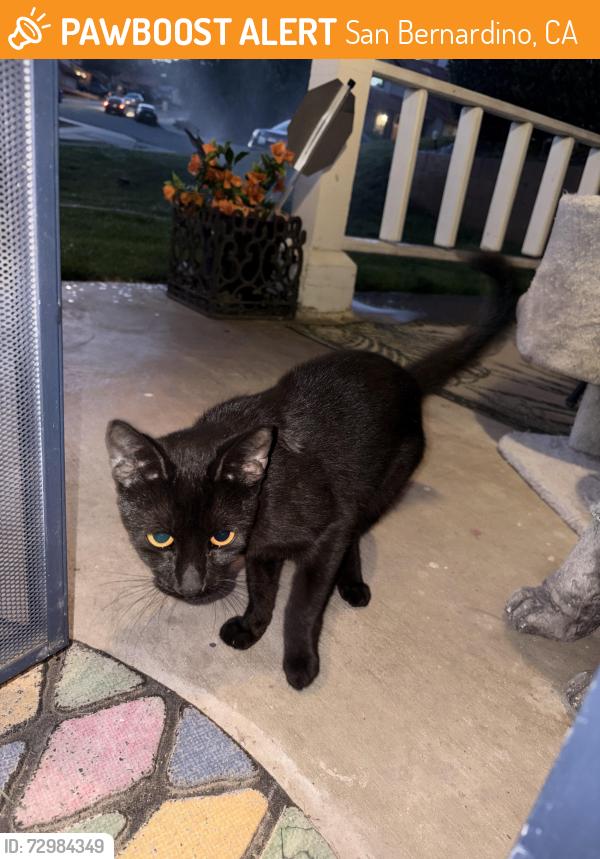 Found/Stray Female Cat last seen ohio and pine, San Bernardino, CA 92407