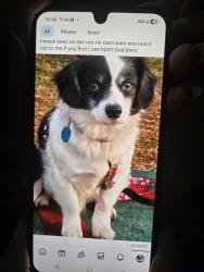 Lost Male Dog last seen Danielson near furnace st, Killingly, CT 06239