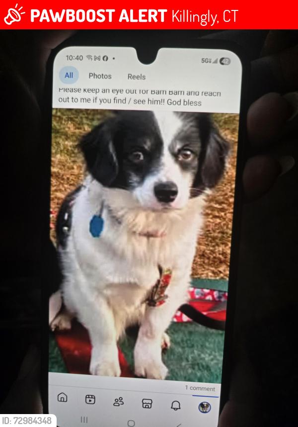 Lost Male Dog last seen Danielson near furnace st, Killingly, CT 06239