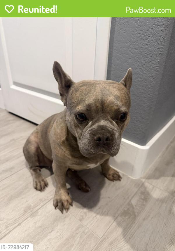 Reunited Female Dog last seen Huntington Cove @ Liberty, Las Vegas, NV 89178