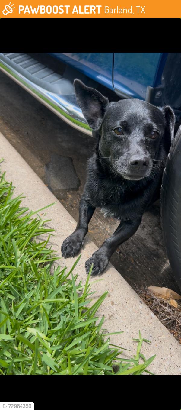 Found/Stray Male Dog last seen Near and Brand , Garland, TX 75044