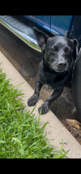 Found/Stray Male Dog last seen Near and Brand , Garland, TX 75044