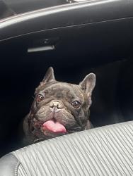Found/Stray Female Dog last seen Kendall and Mason Rd, San Bernardino, CA 92405