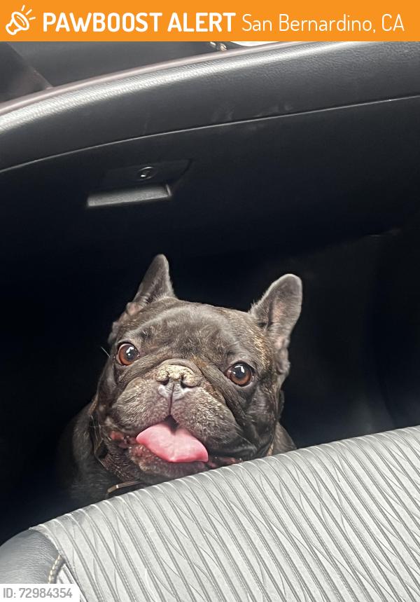 Found/Stray Female Dog last seen Kendall and Mason Rd, San Bernardino, CA 92405