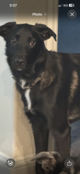 Lost Female Dog last seen Northwest hwy and Centerville , Garland, TX 75040
