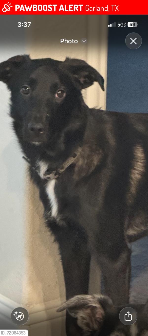 Lost Female Dog last seen Northwest hwy and Centerville , Garland, TX 75040
