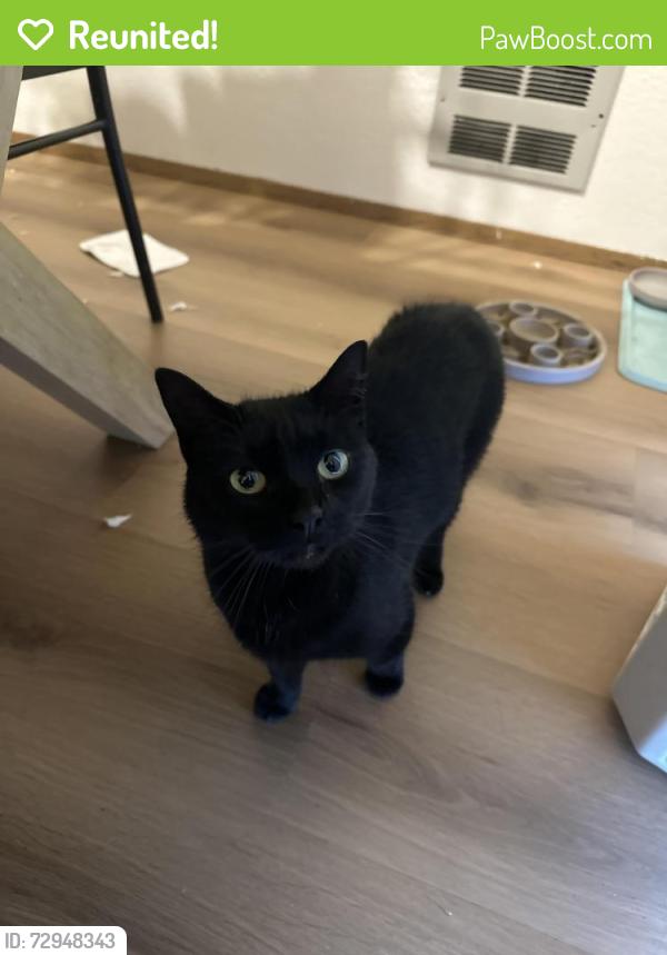Reunited Female Cat last seen E Section St, Mount Vernon, WA 98274