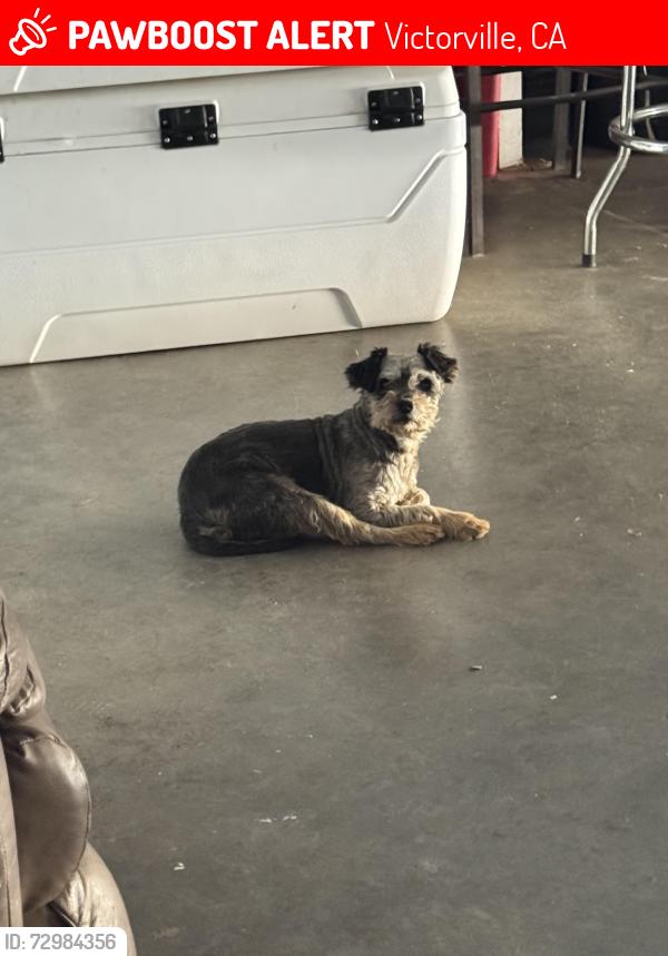 Lost Female Dog last seen Near st, Victorville, CA 92395