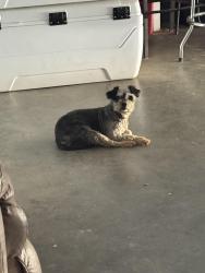 Lost Female Dog last seen Near st, Victorville, CA 92395