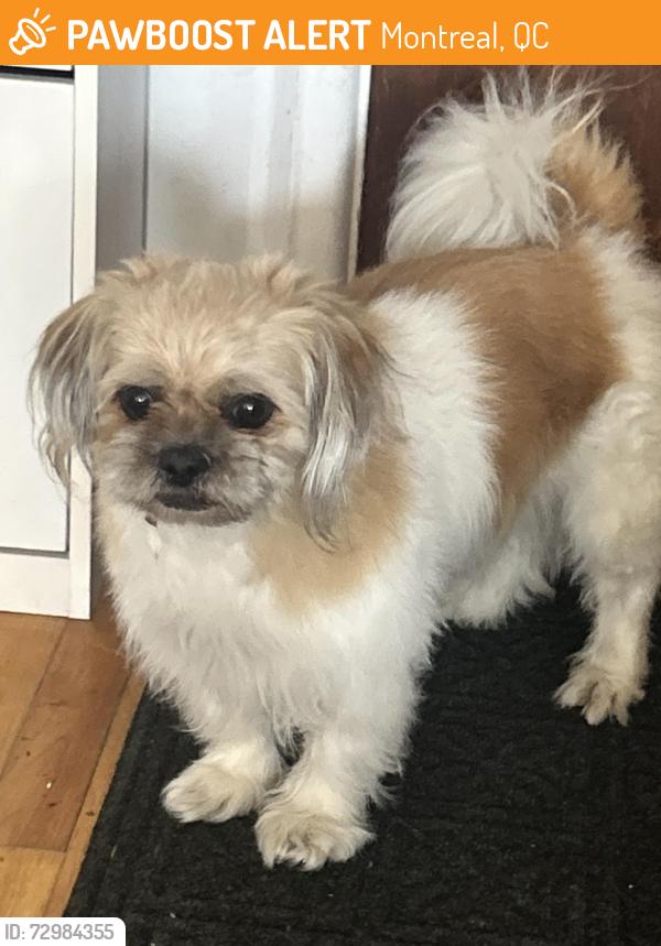 Found/Stray Male Dog last seen Loyola Park, Montreal, QC 