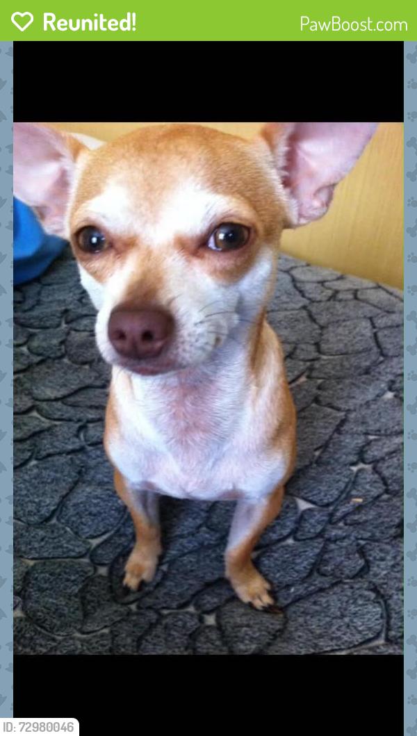 Reunited Male Dog last seen 65th St, San Diego, CA 92114, USA, San Diego, CA 92114