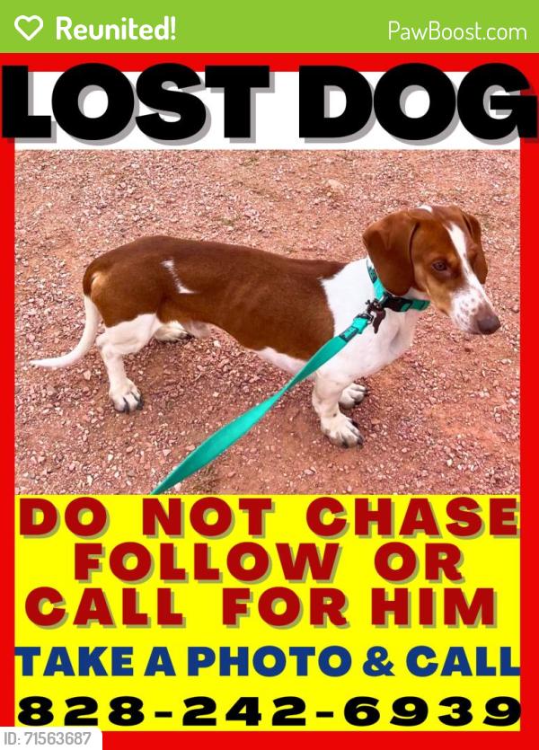 Reunited Male Dog last seen Near Reeds Creek Rd. Fairview, NC , Fairview, NC 28730