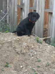 Reunited Male Dog last seen 95th and Independence , Westminster, CO 80021