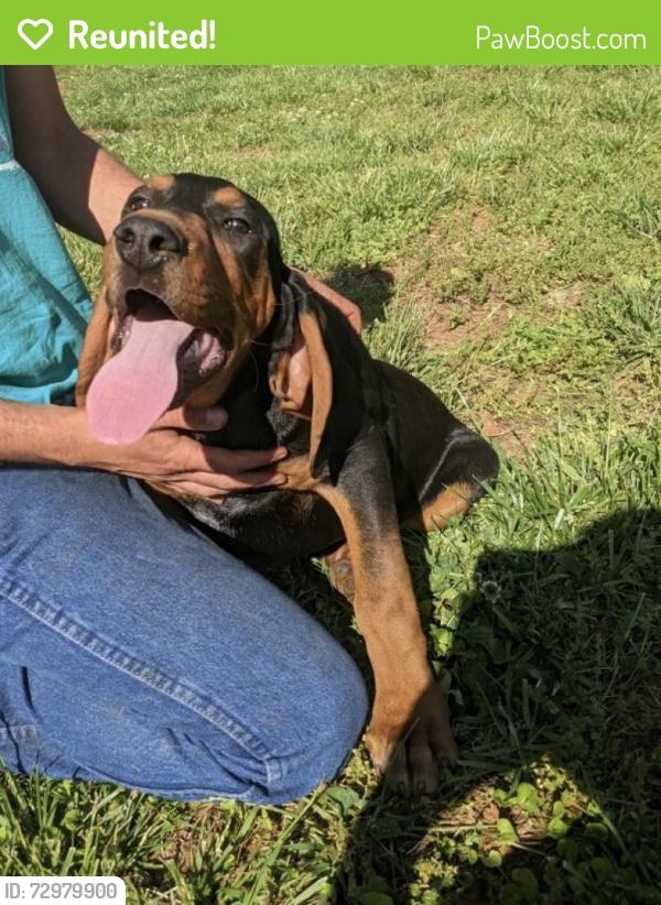 Reunited Male Dog last seen Arlington church road between Bartlett Road and Brief Road, Charlotte, NC 28227