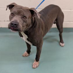 Shelter Stray Male Dog last seen , 2350 Appling City Cove, Memphis, TN 38133, USA