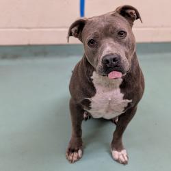 Shelter Stray Female Dog last seen , 2350 Appling City Cove, Memphis, TN 38133, USA