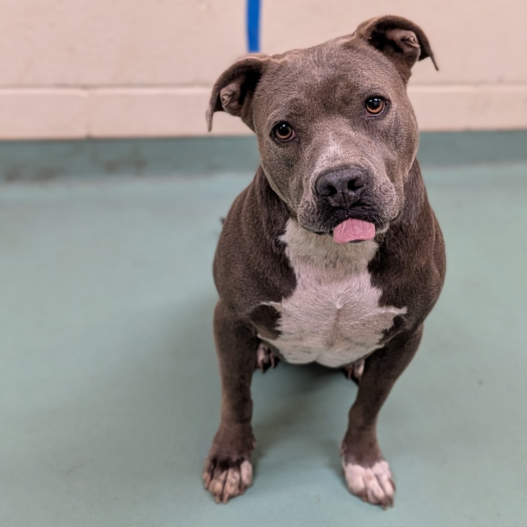 Shelter Stray Female Dog last seen , 2350 Appling City Cove, Memphis, TN 38133, USA