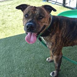 Shelter Stray Female Dog last seen , Philadelphia, PA 19140